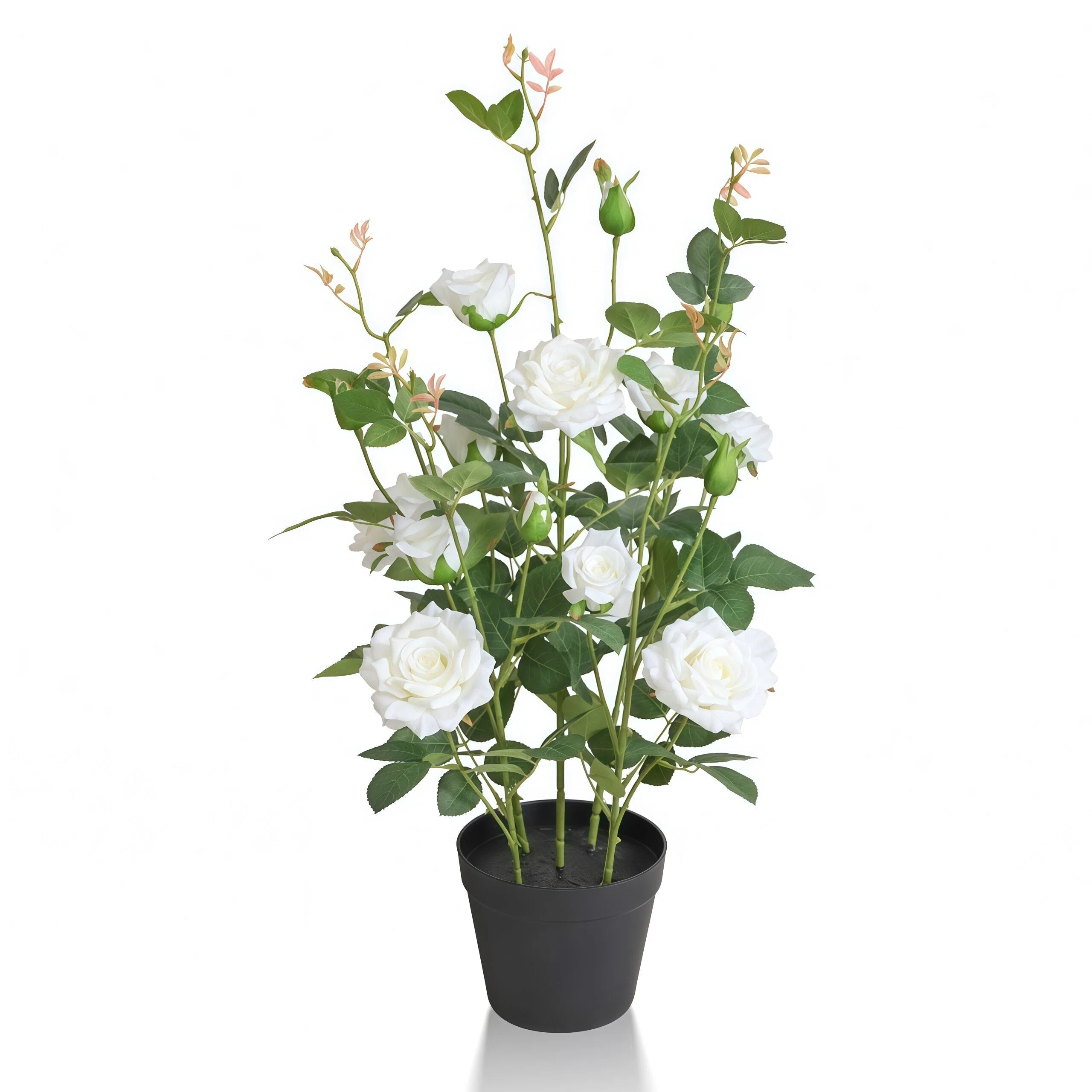 Outdoor Potted Plants