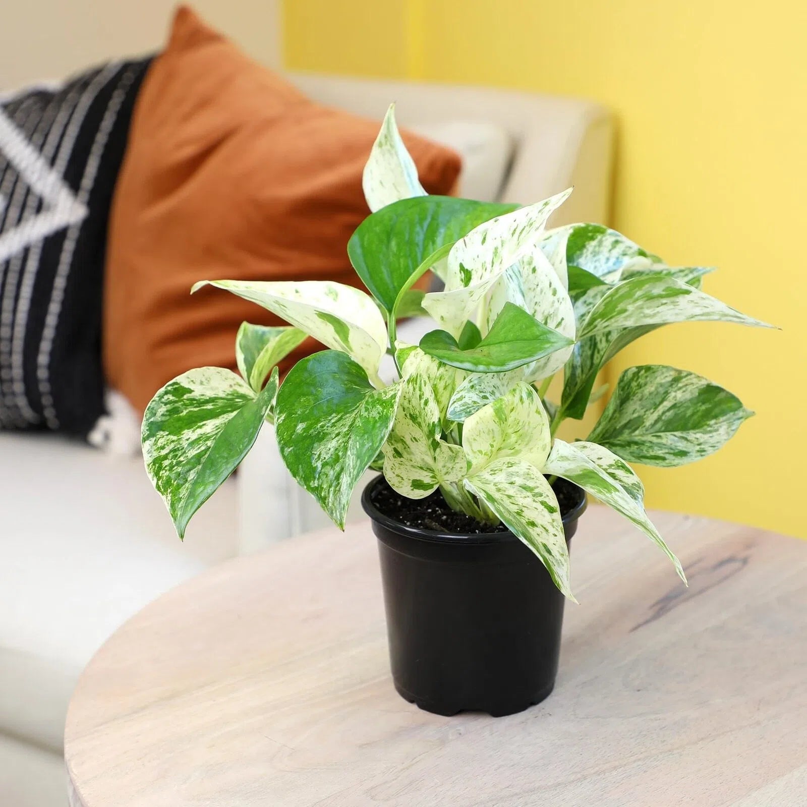 Potted Plant Kit
