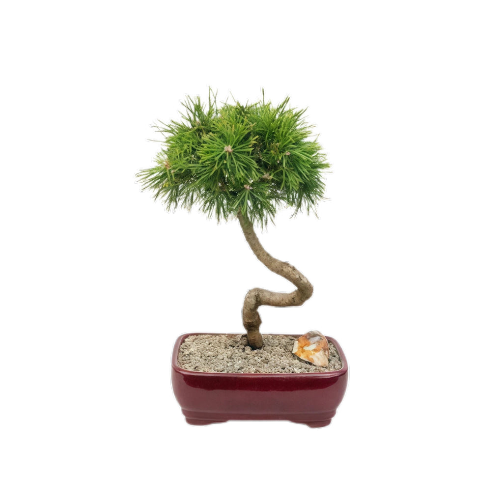 14 Inch Twisted Alpine Pine Bonsai