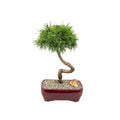 14 Inch Twisted Alpine Pine Bonsai