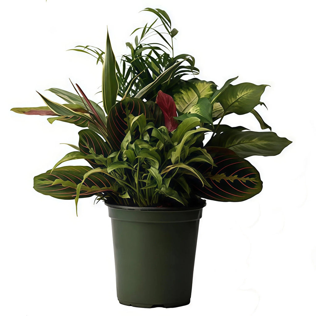18 Inch Mixed Foliage Plant Arrangement