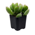 2 Inch Bear's Paw Succulent Potted Plant