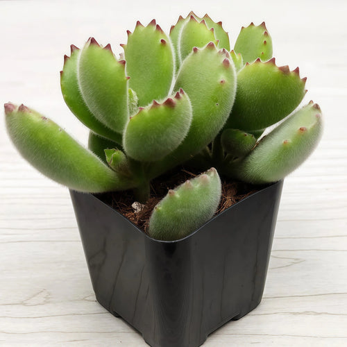 2 Inch Bear's Paw Succulent Potted Plant