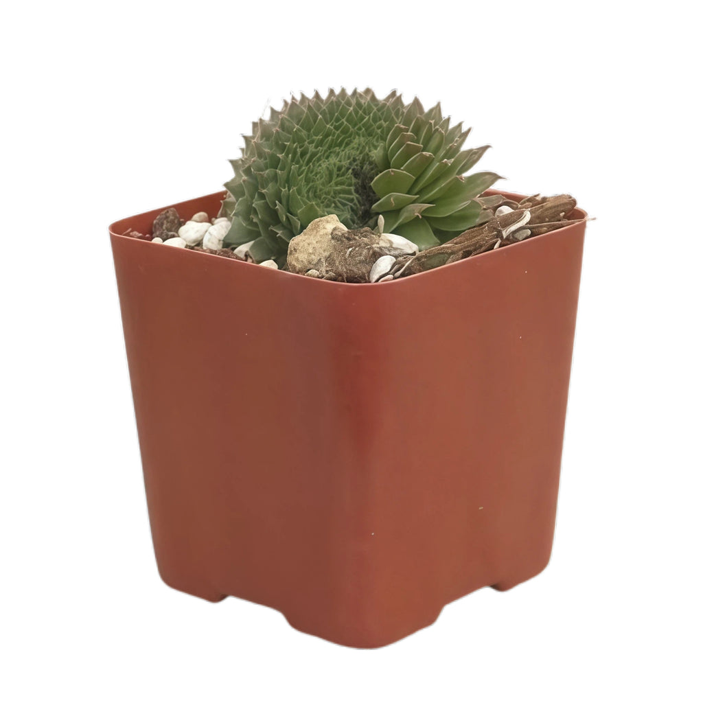 2 Inch Potted Succulent