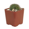 2 Inch Potted Succulent