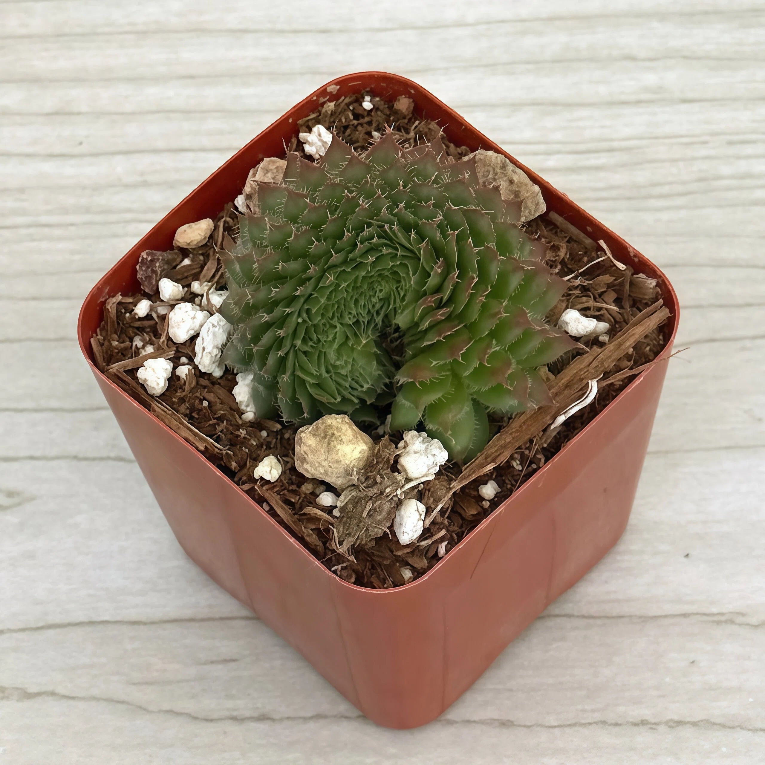 2 Inch Potted Succulent