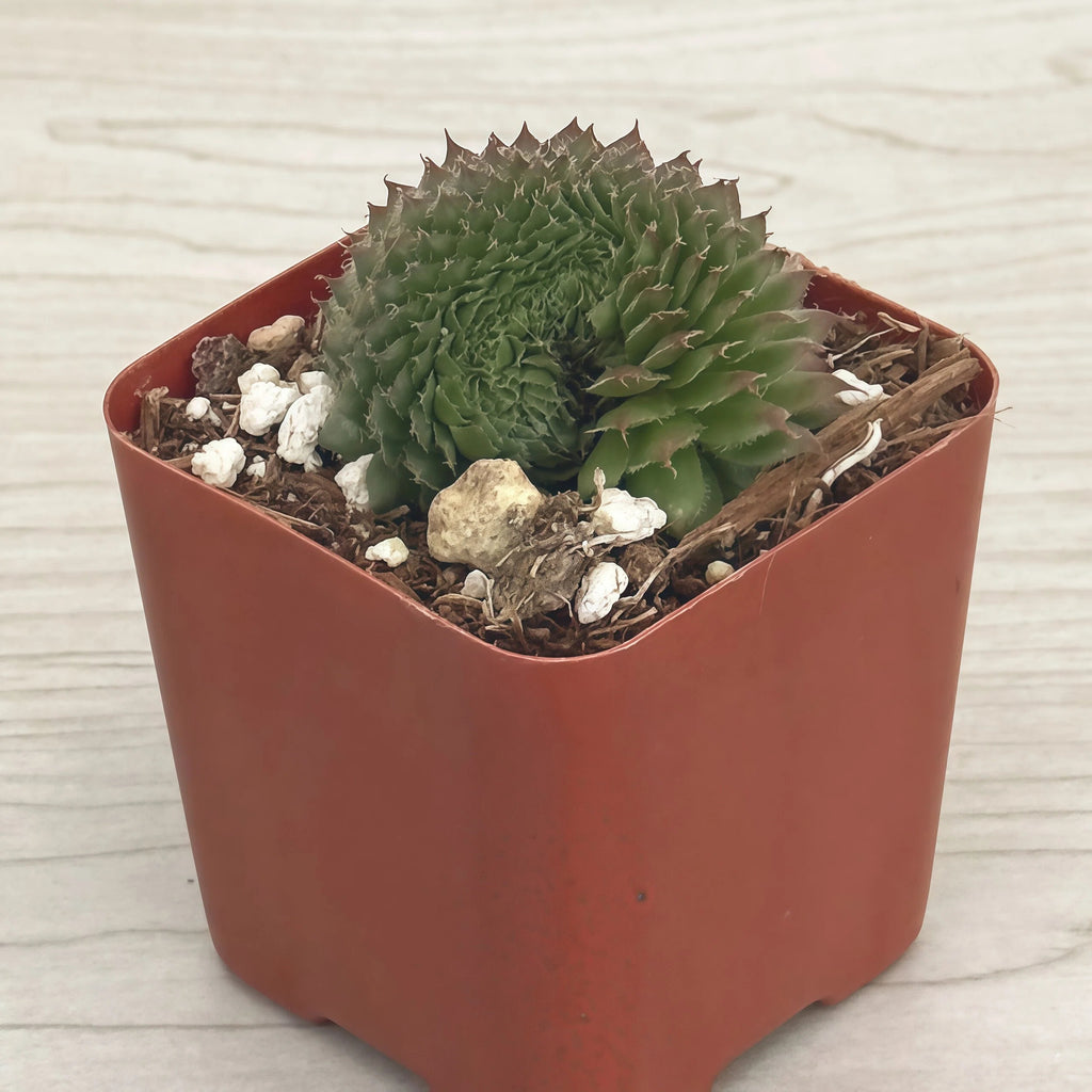 2 Inch Potted Succulent
