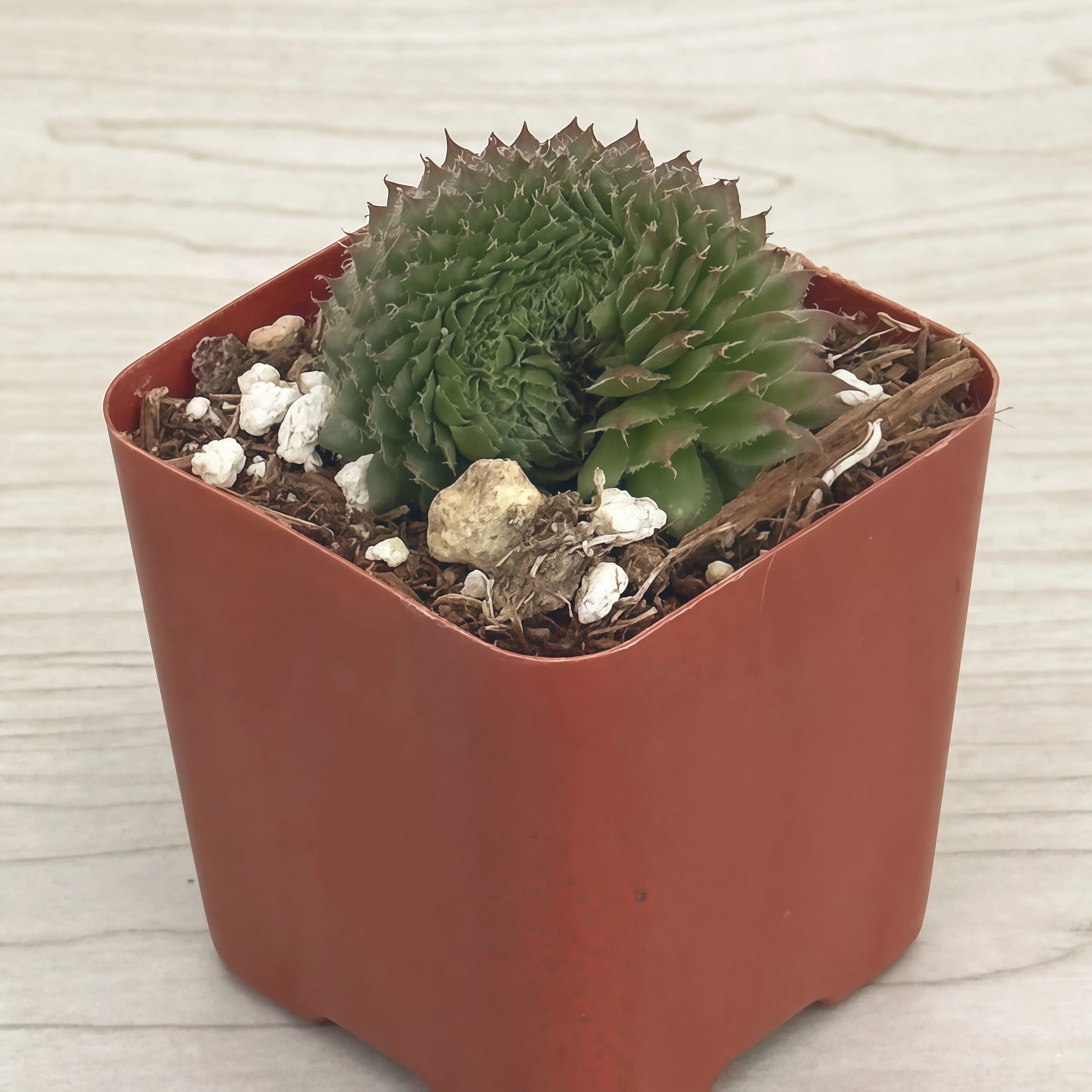 2 Inch Potted Succulent