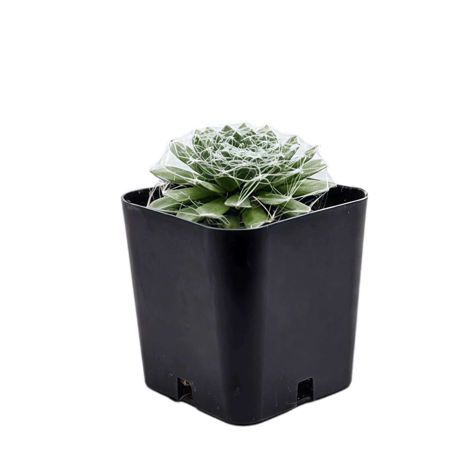 2 Inch Sempervivum Succulent Pot