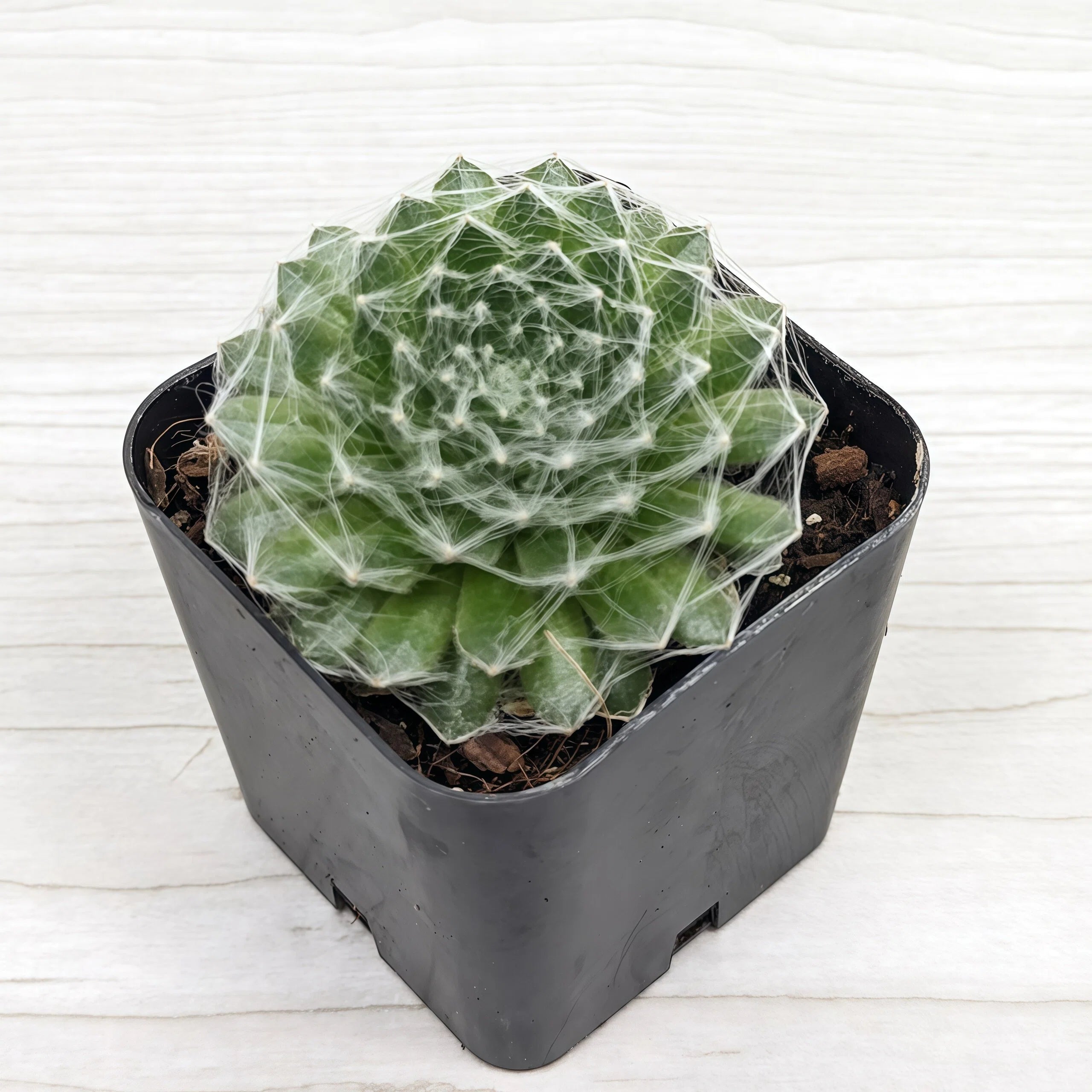 2 Inch Sempervivum Succulent Pot