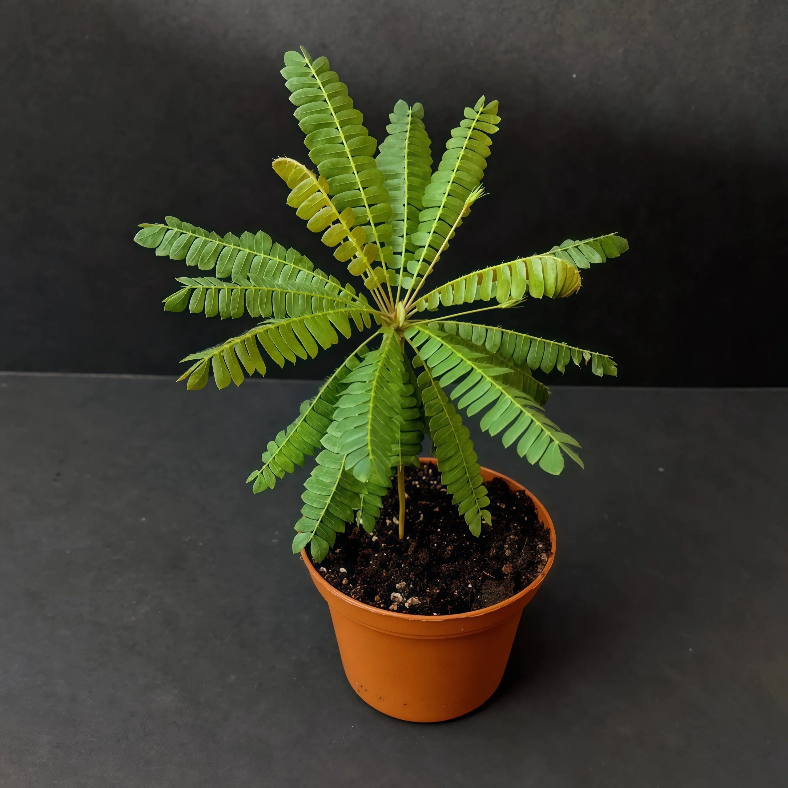20 Fresh Mimosa Leaf Seeds