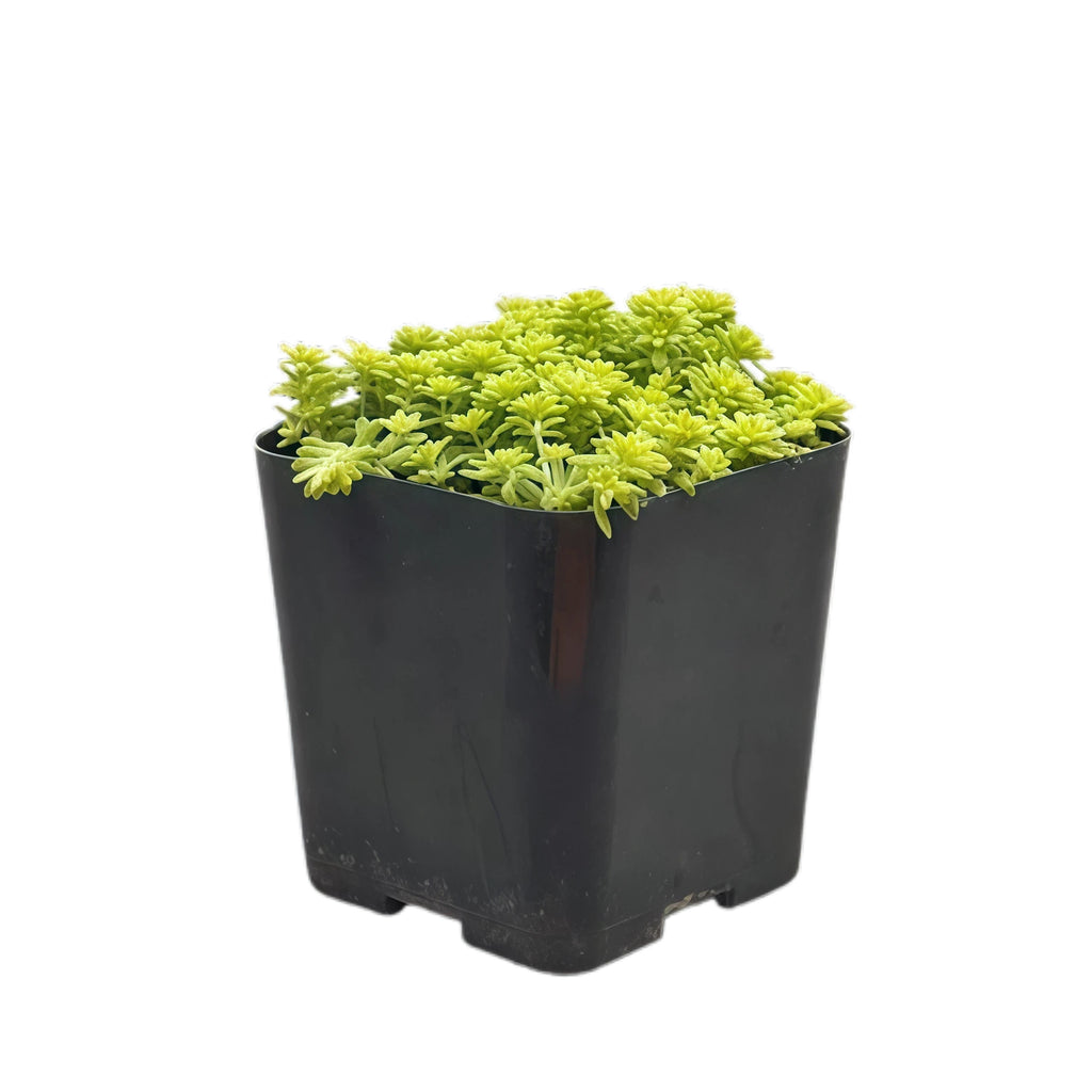 2 inch gold leaf plant