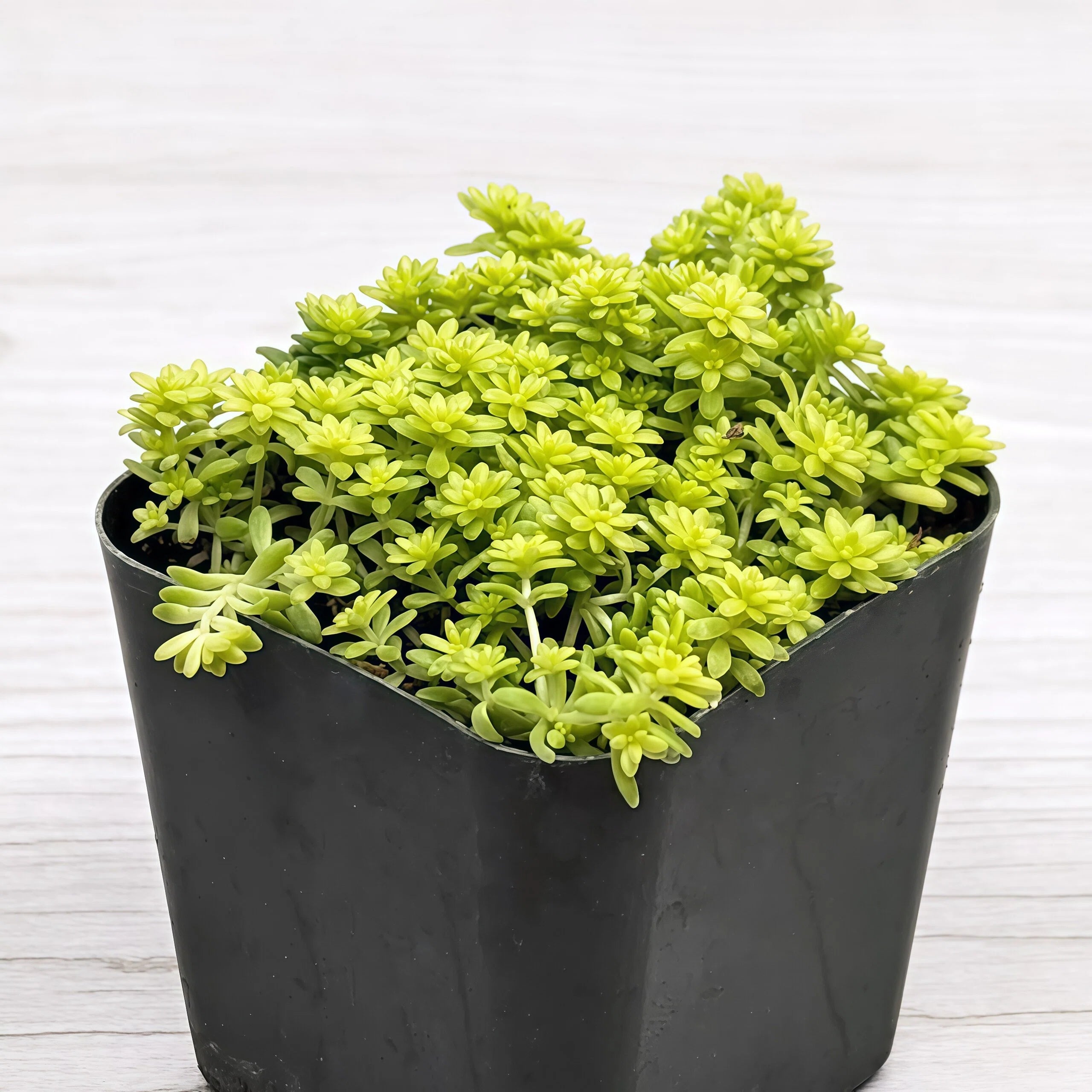 2 inch gold leaf plant