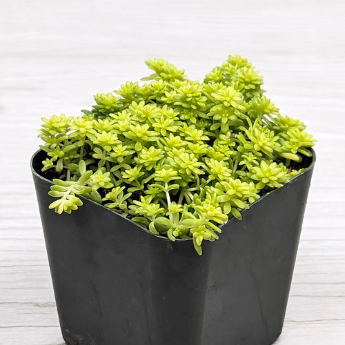 2 inch gold leaf plant