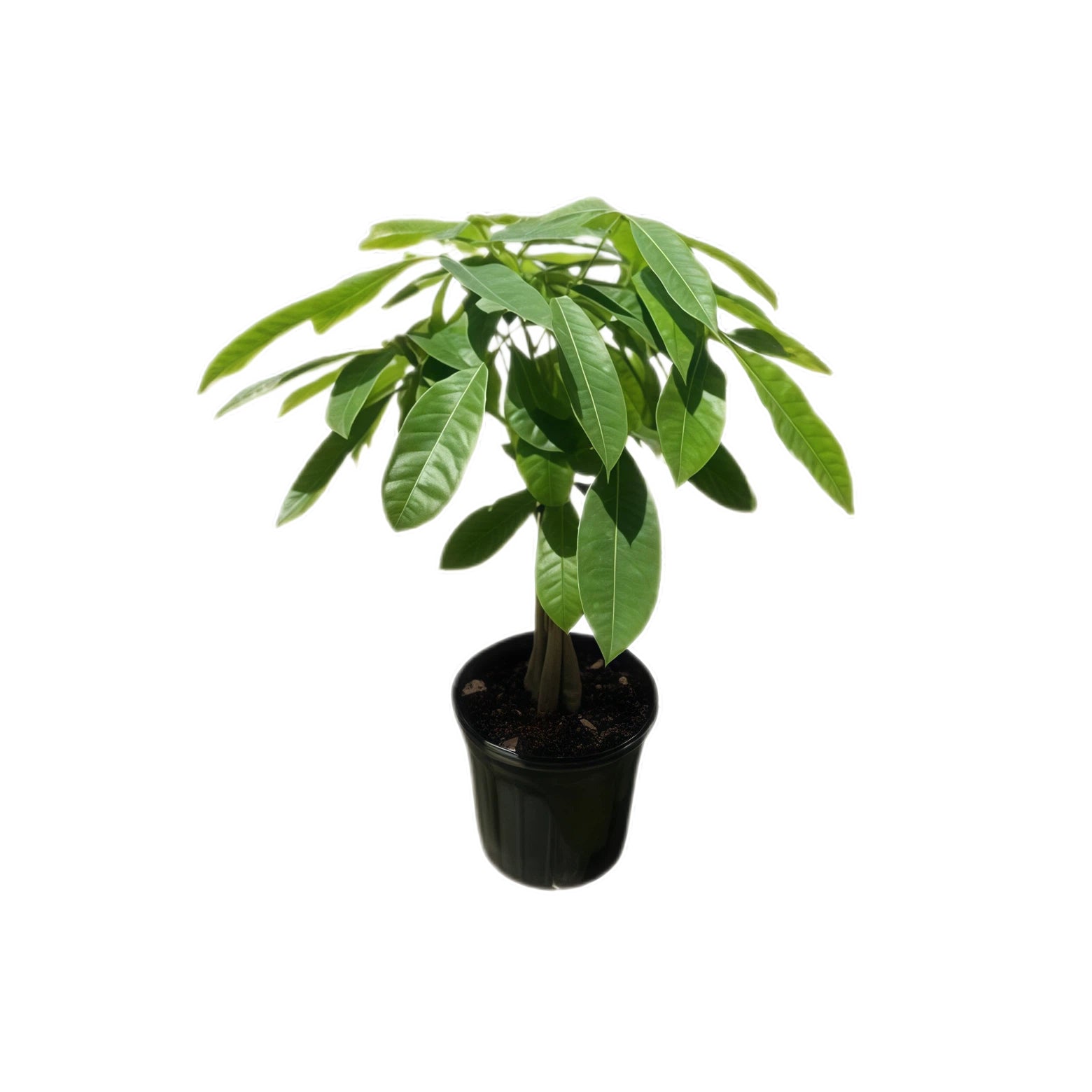 4 Inch Live Money Tree