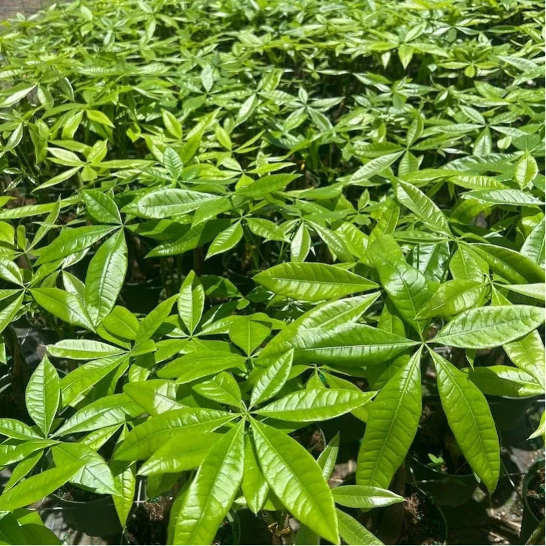 4 Inch Live Money Tree