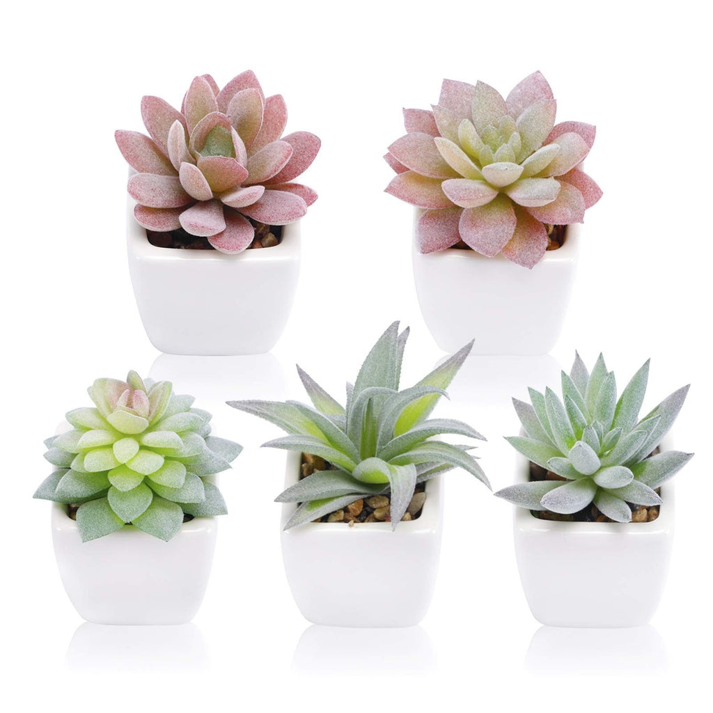 5 White Ceramic Potted Succulents