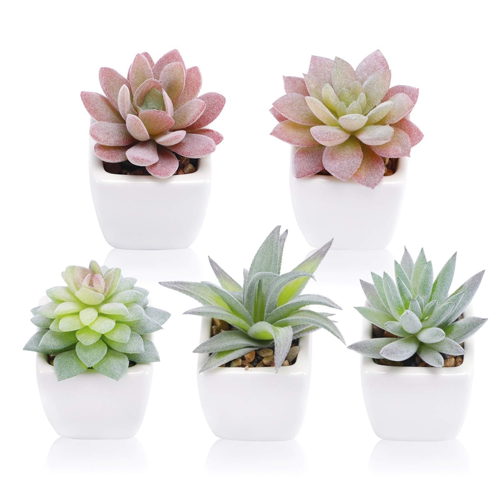 5 White Ceramic Potted Succulents