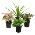 Set of 4 Classic Indoor Live Plants