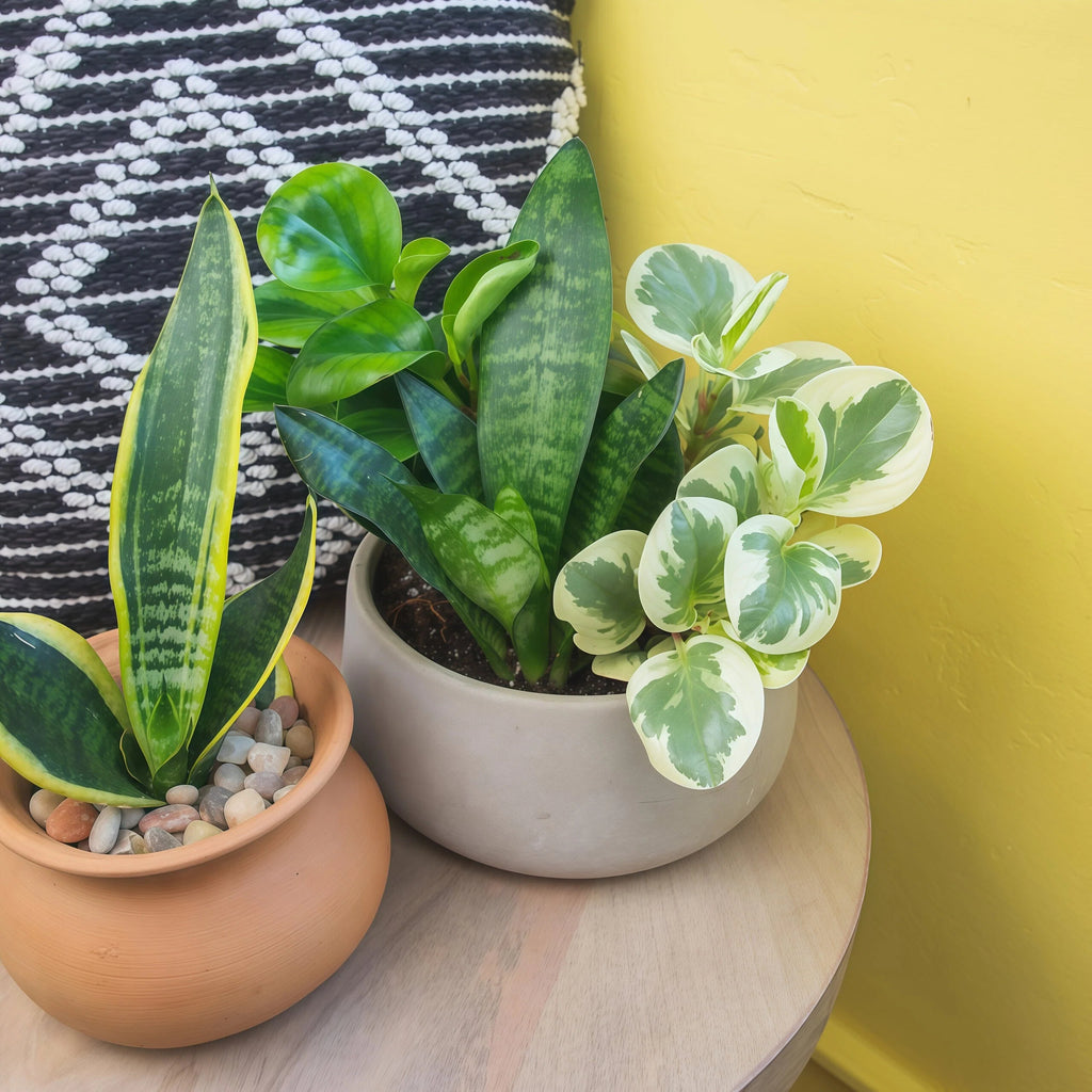 Set of 4 Classic Indoor Live Plants