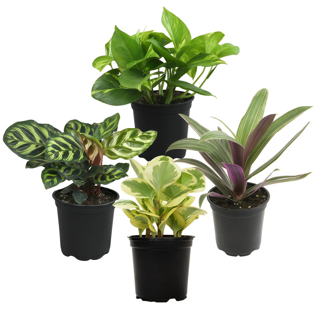 Set of 4 Potted Indoor Plants