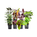 Set of 8 Potted Live Plants