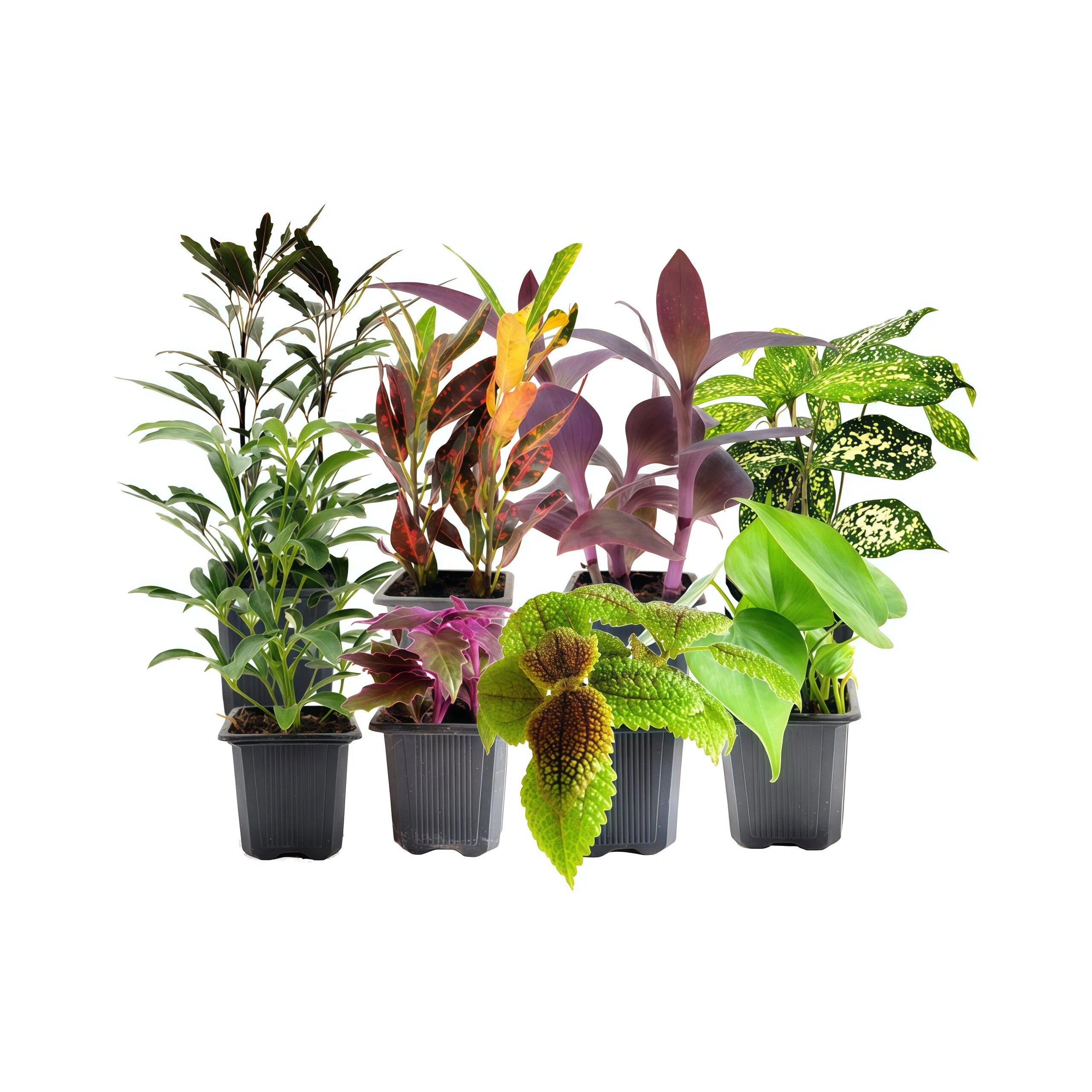 Set of 8 Potted Live Plants