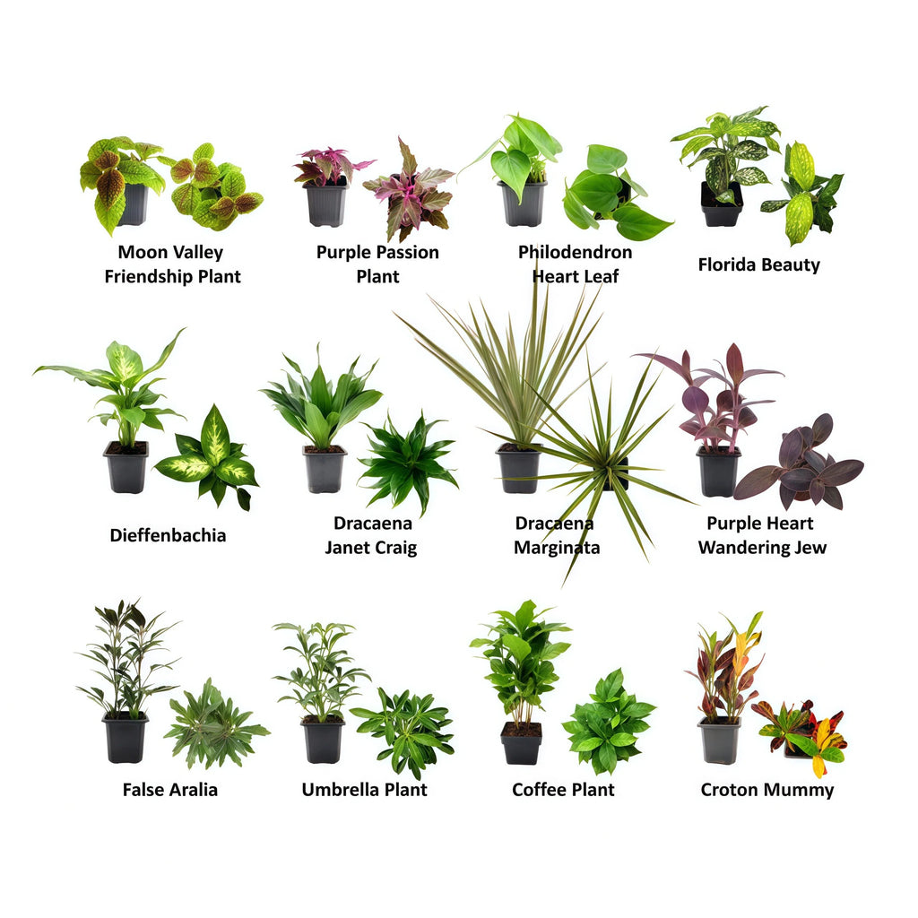 Set of 8 Potted Live Plants