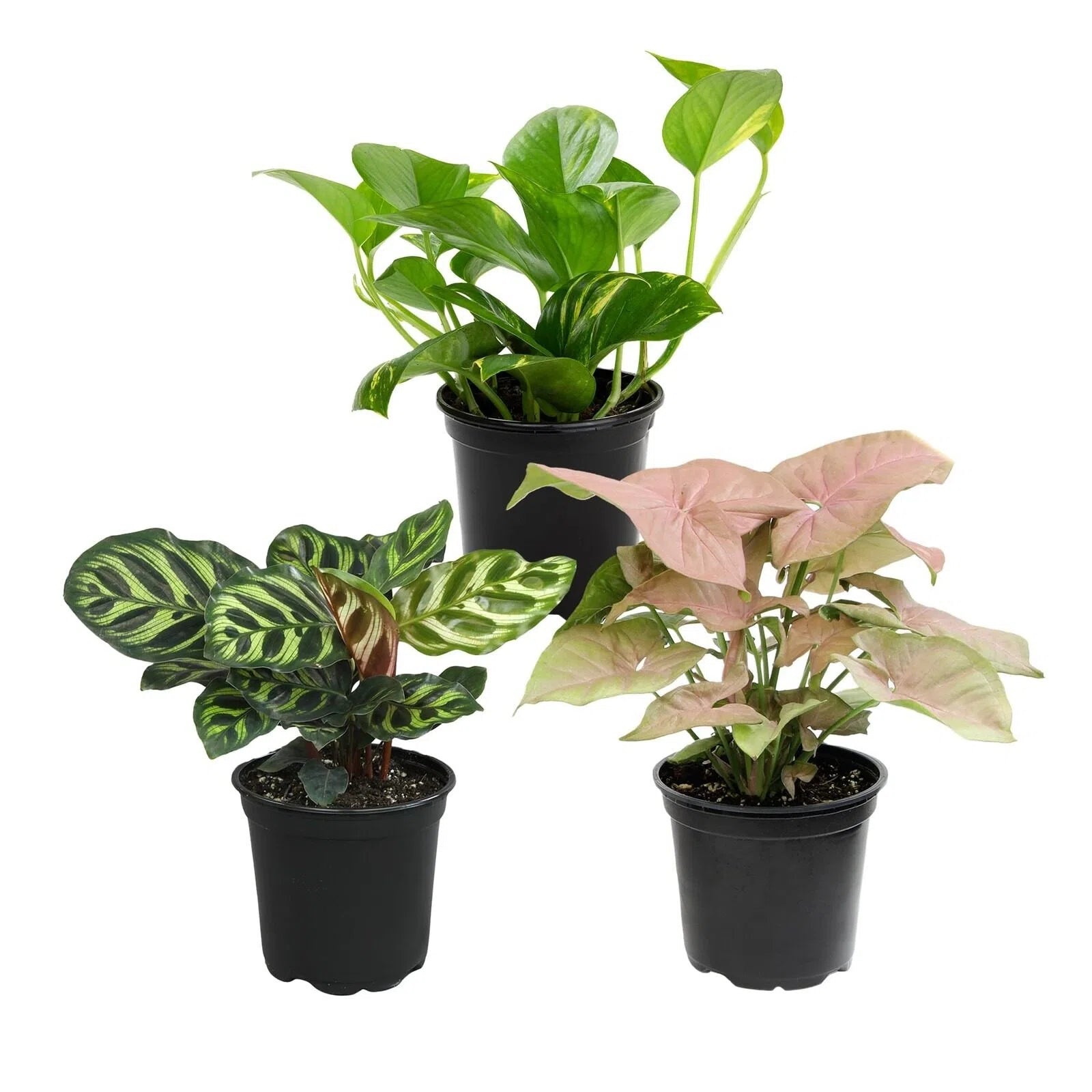 Three Selected Luxury Indoor Plants